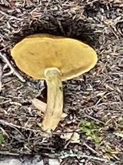 Suillus tomentosus