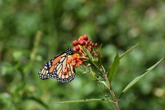 Danaus plexippus plexippus