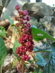 Phytolacca octandra