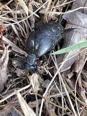 Meloe proscarabaeus