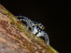 Menemerus taeniatus