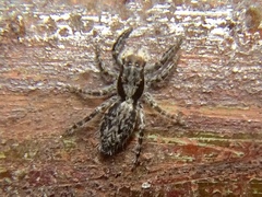 Menemerus taeniatus