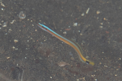 Gunnellichthys curiosus