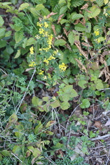 Melilotus officinalis