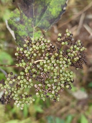 Hydrangea arborescens
