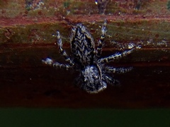 Menemerus taeniatus