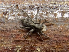 Menemerus taeniatus