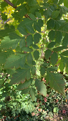 Koelreuteria paniculata