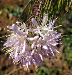 Thelypodium wrightii