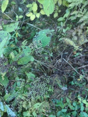 Hydrangea arborescens