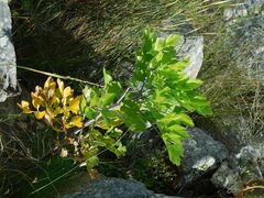 Notobubon galbanum