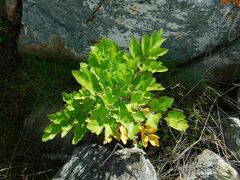 Notobubon galbanum