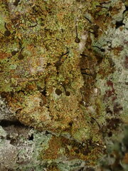 Chaenotheca ferruginea