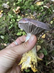 Gomphidius glutinosus