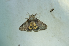 Catocala minuta