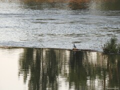 Columba livia domestica