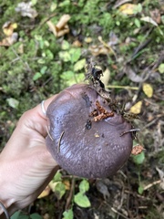 Gomphidius glutinosus