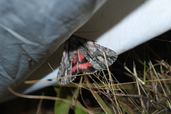 Catocala coccinata