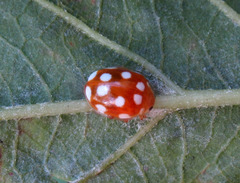 Vibidia duodecimguttata