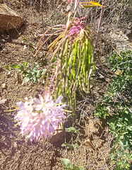 Thelypodium wrightii