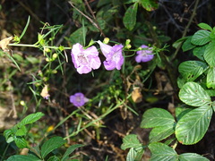 Agalinis fasciculata
