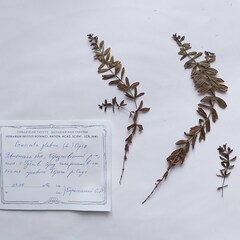 Cruciata glabra