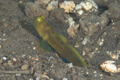 Cryptocentrus fasciatus