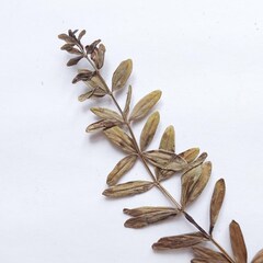 Cruciata glabra