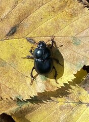 Geotrupes balyi