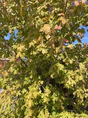 Acer