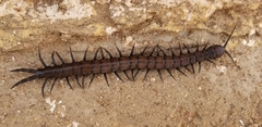 Scolopendra