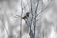 Prinia maculosa exultans