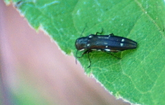 Agrilus obsoletoguttatus