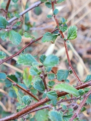 Cercocarpus betuloides