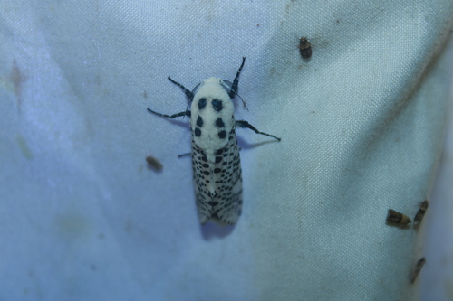 Wood Leopard Moth photo 4