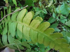 Blechnum appendiculatum