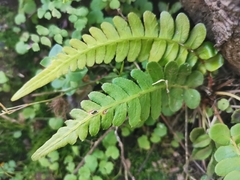 Blechnum appendiculatum