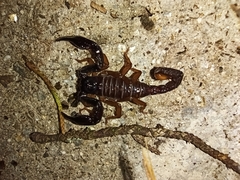 Chactas ozendai