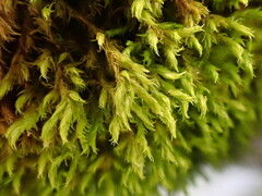 Racomitrium microcarpon