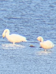 Cygnus columbianus bewickii