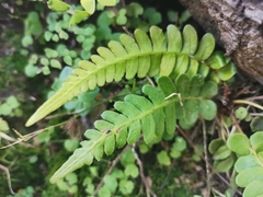 Blechnum appendiculatum