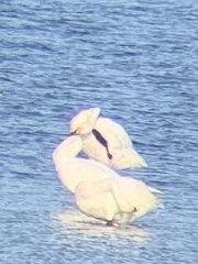 Cygnus columbianus bewickii