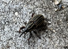 Sphenophorus australis