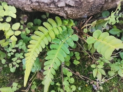 Blechnum appendiculatum
