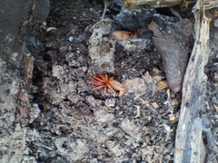 Dysdera crocata