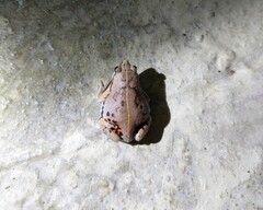 Hypopachus variolosus