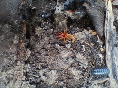 Dysdera crocata