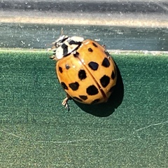 Harmonia axyridis