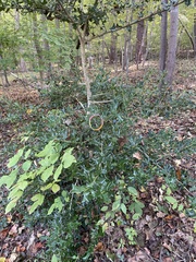 Ilex cornuta