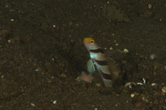 Stonogobiops nematodes